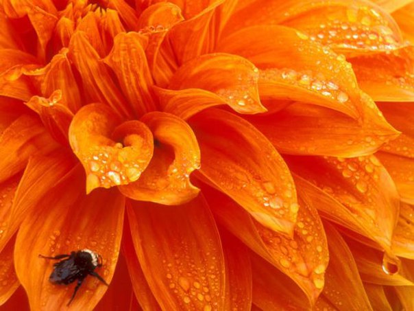 Цветотерапия оранжевым цветом в период менопаузы 