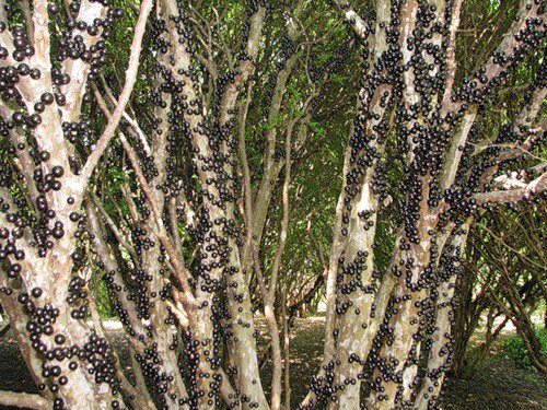 Виноградное дерево из Бразилии дает отличное вино. Джаботикаба- бразильское 2