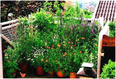 Для лентяев : выбираем самые неприхотливые садовые растения