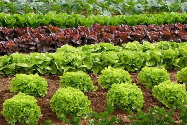 7 особенностей выращивания листового и кочанного салата