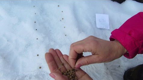  Теплая зима: Сеем семена по морозцу