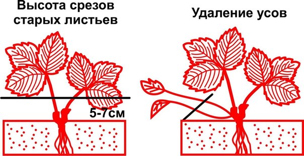 Обрезка листьев и усов клубники- когда, как и зачем?