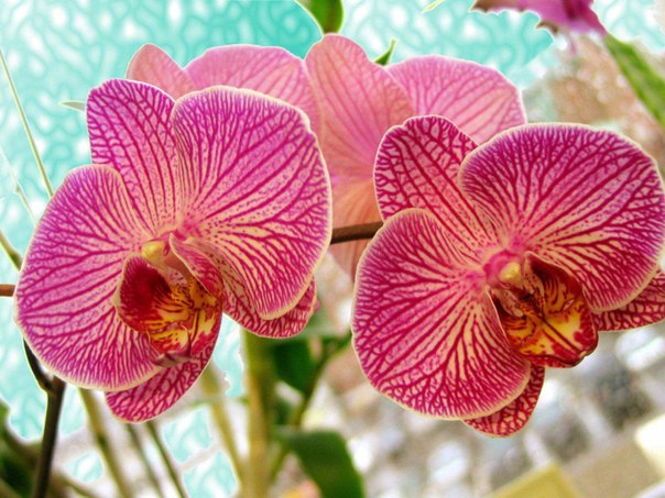 Ошибки ухода за орхидеями