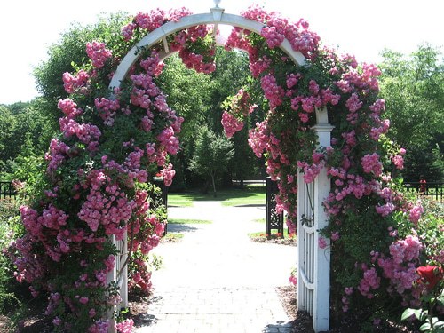 Делаем сами:Садовая арка с плетистыми розами. 14342.jpeg