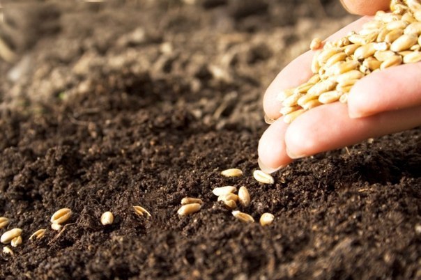 Как легко посеять семена в открытый грунт