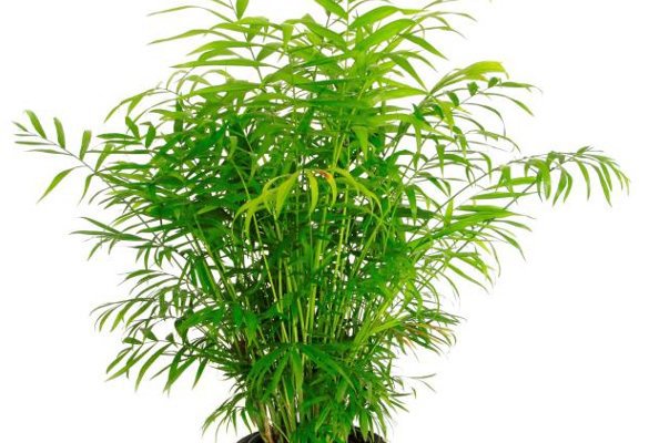 6 лучших растений для ленивых садоводов. бамбуковая пальма