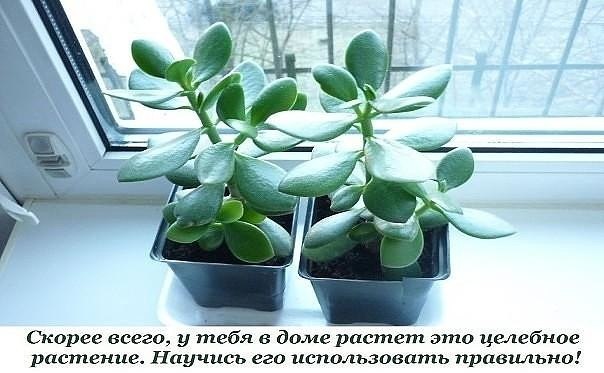 Толстянка, или денежное дерево, — растение, которое есть дома практически у каждого