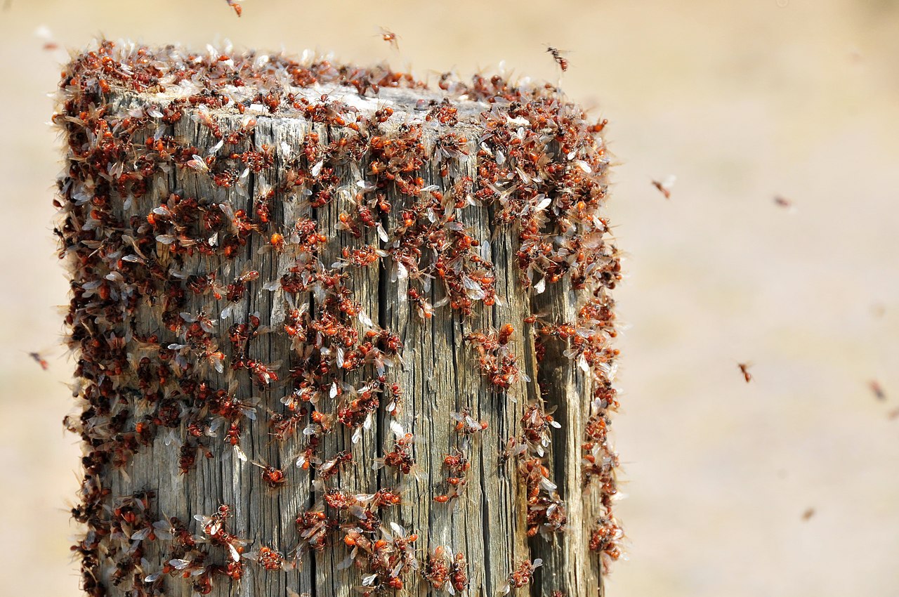 Уроки мудрости: как народный рецепт помогает старым садоводам держать муравьев под контролем!. Муравьи