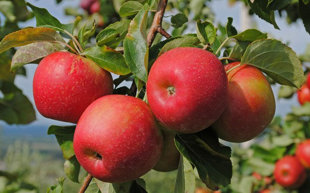 Одиннадцать секретов хорошего урожая яблок