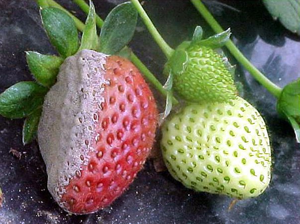 Как уберечь ягоды земляники от серой гнили?