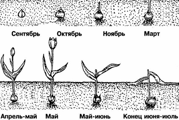 Посадка тюльпанов осенью в грунт