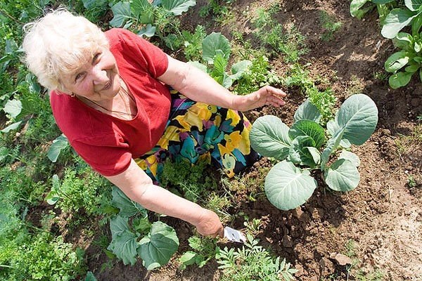 Делимся дачными хитростями