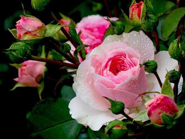 Закаливание роз: 6 полезных советов