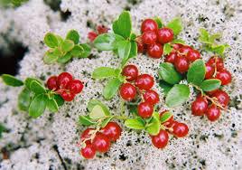 Клюкву - в болото. Клюкву - в болото.