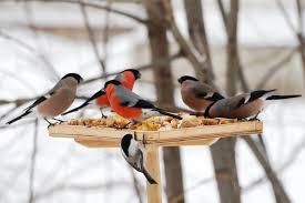 Кормление птиц зимой. Как помочь, а не навредить. 