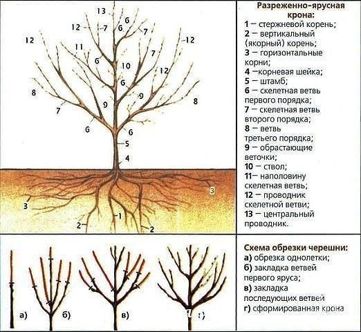 Готовим вишню и черешню к зиме!