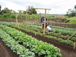 Делаем грядку, которую не надо будет перекапывать каждый год