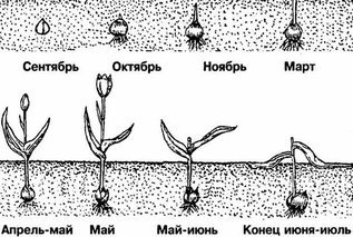 Посадка тюльпанов осенью в грунт