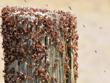 Уроки мудрости: как народный рецепт помогает старым садоводам держать муравьев под контролем!