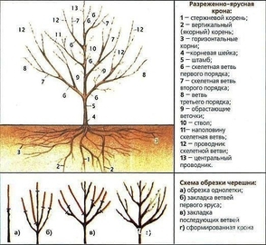 Готовим вишню и черешню к зиме!