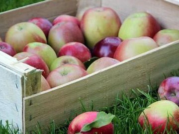 Сохраняем яблоки зимой: пять лучших способов