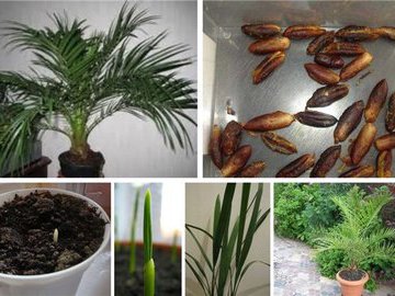 Финиковая пальма дома: полезно и креативно