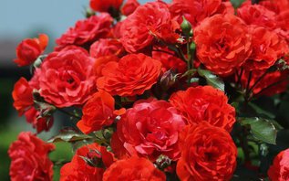 Пять важных вопросов о зимовке роз