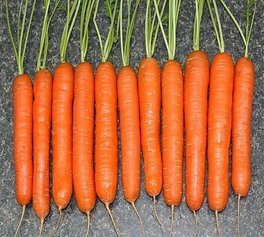 Секрет выращивания моркови! 