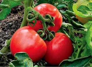 Высокие урожаи томатов в теплице?