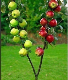Три сорта на одной яблоне - это красиво и удобно