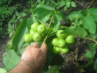 Как правильно посадить дерево грецкого ореха