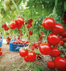 Семь правил большого урожая помидоров