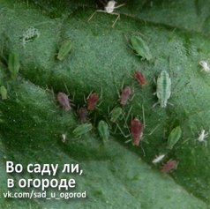 Куда зимой деваются вредители