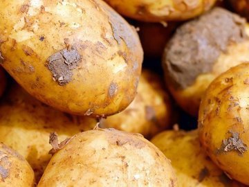Выбирайте: пять методов посадки картофеля