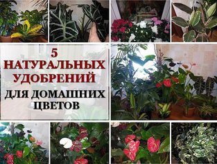 Пять натуральных удобрений для домашних цветов