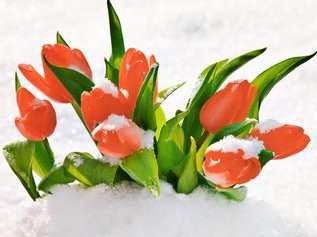 Как заставить тюльпаны цвести среди зимы