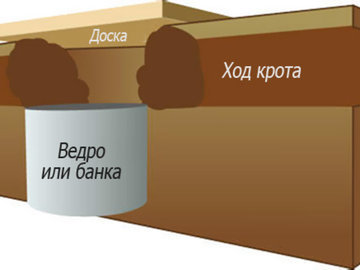 Кроты обнаглели и не уходят: что делать?