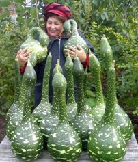 Лагенария - индийский огурец, вьетнамский кабачок, лагенария змеевидная