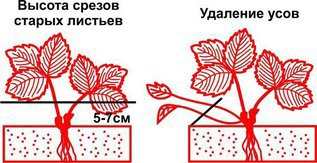 Обрезка листьев и усов клубники - когда, как и зачем?