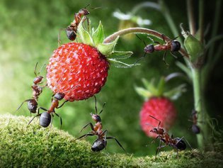 Способы борьбы с муравьями в саду